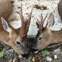 Roe Buck Hunting