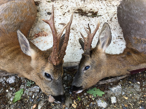 Roe Buck Hunting Story